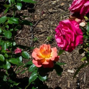 Meet your Posher, Barbara